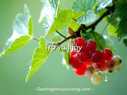 Trò và thầy