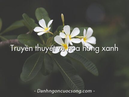 Truyền thuyết về hoa hồng xanh