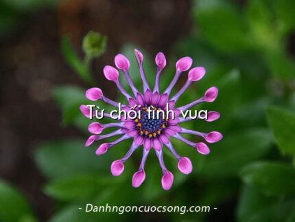 Từ chối tình vua