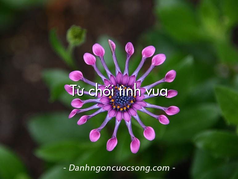 Từ chối tình vua