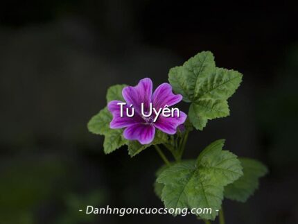 Tú Uyên