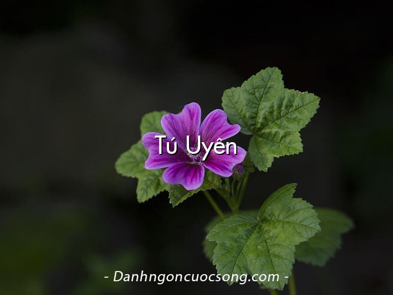 Tú Uyên
