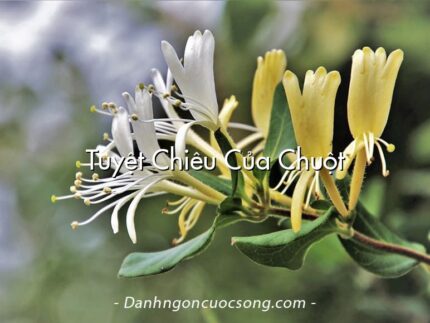 Tuyệt Chiêu Của Chuột