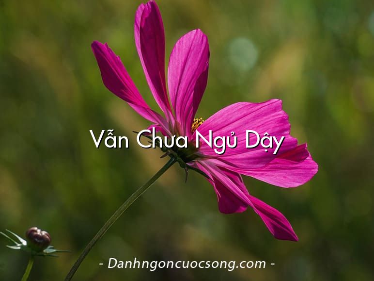 Vẫn Chưa Ngủ Dậy