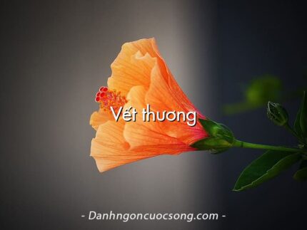 Vết thương