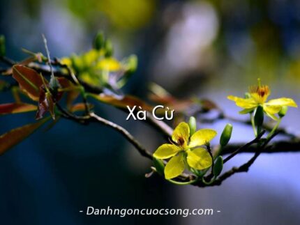 Xà Cừ