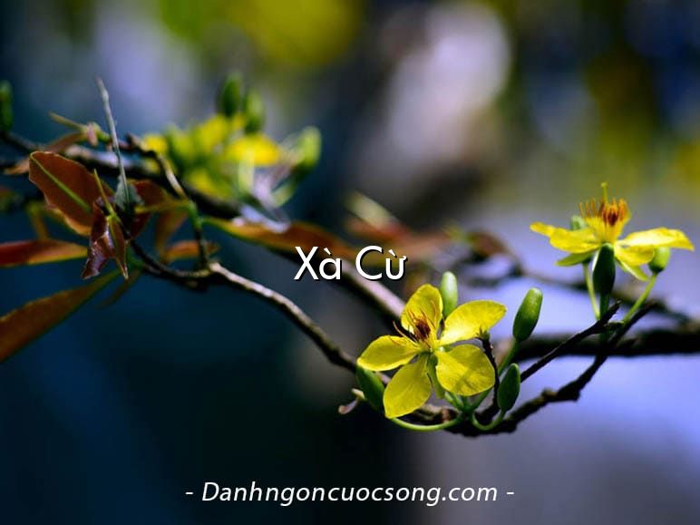 Xà Cừ