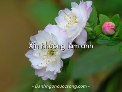 Xin nhường làm anh